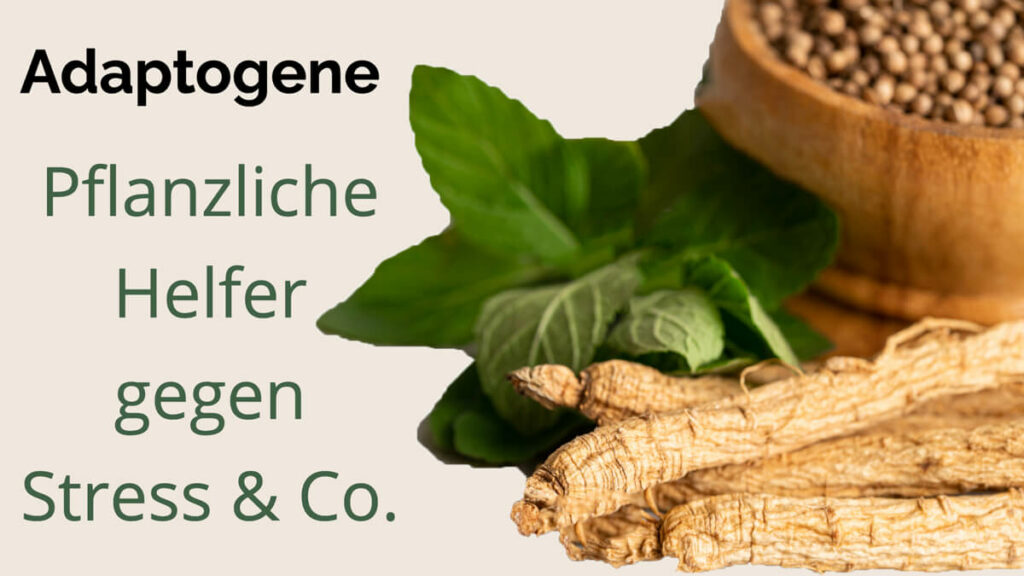 Präventiv-Apothekerin Fanny Patzschke erklärt, inwieweit dich adaptogene Pflanzen und Vitalpilze als natürliche Helfer gegen Stress und Befindlichkeitsstörungen unterstützen.