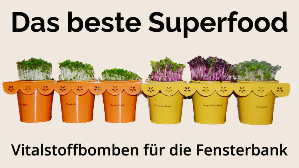 Präventiv-Apothekerin Fanny Patzschke gibt dir die besten Tipps mit Gelinggarantie zum Sprossen selber ziehen.