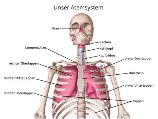 Anatomischer Aufbau des Atemsystems: Respirationstrakt und Atmungsorgane im Überblick
