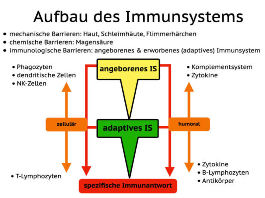 Übersicht über Aufbau und Bestandteile des angeborenen und erworbenen Immunsystems von Präventiv-Apothekerin Fanny Patzschke